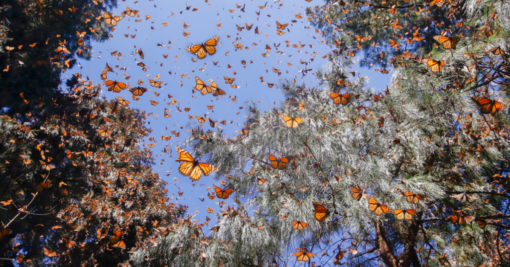 Wildlife Encounters Monarch Butterfly Migration in Mexico