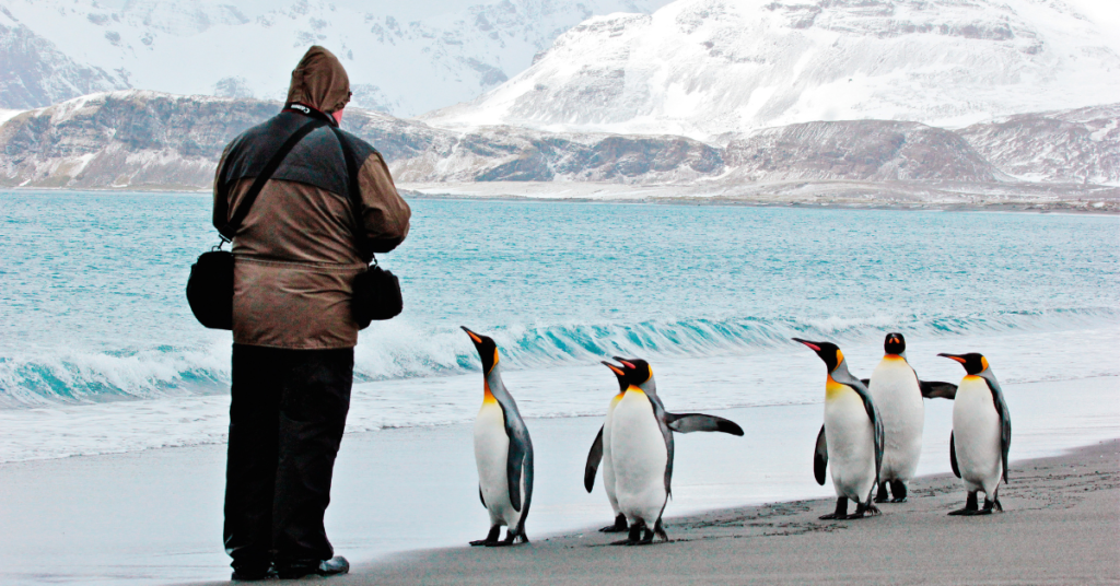 Wildlife Encounters Penguins in Antarctica